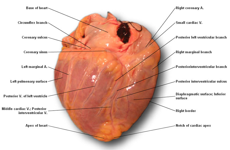 real heart diagram
