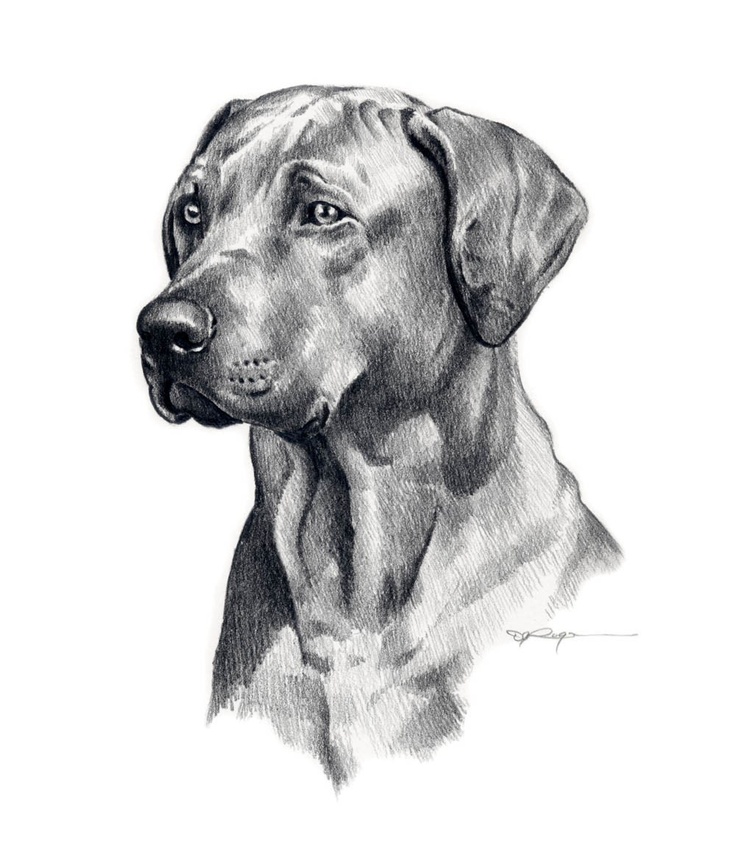 Free Drawing Dogs Pictures, Download Free Drawing Dogs Pictures png images, Free ClipArts on