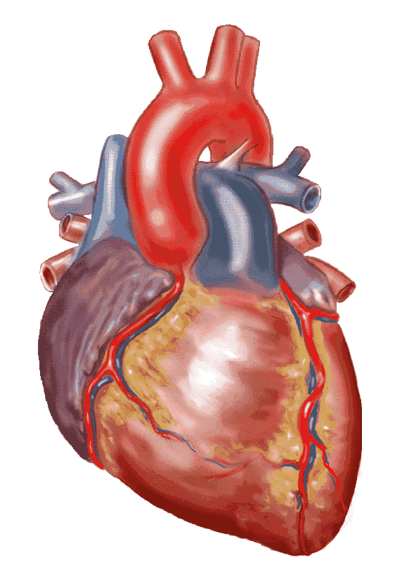 Free A Real Heart, Download Free A Real Heart png images, Free ClipArts on  Clipart Library