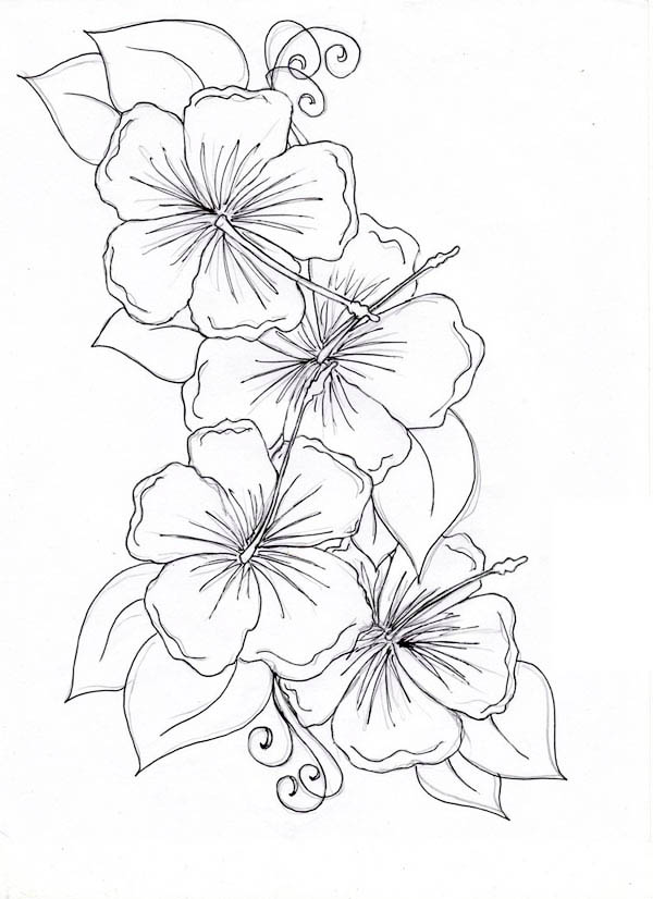 Sale Hawaiian Hibiscus Flower Drawings Best Price