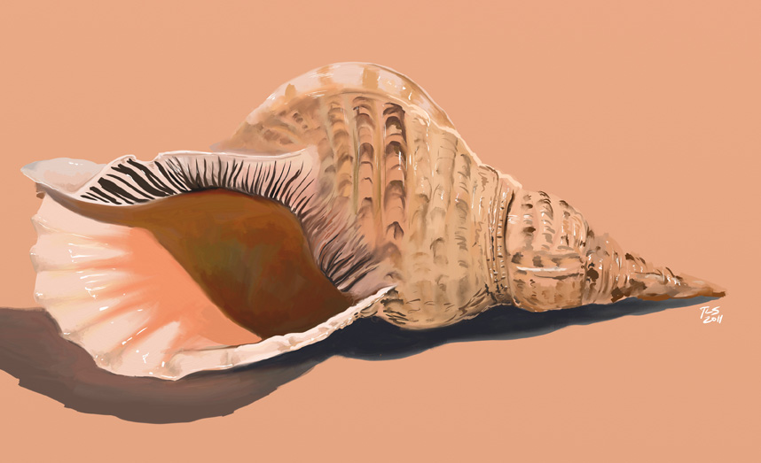 Free Conch Shell Drawing, Download Free Conch Shell Drawing png images