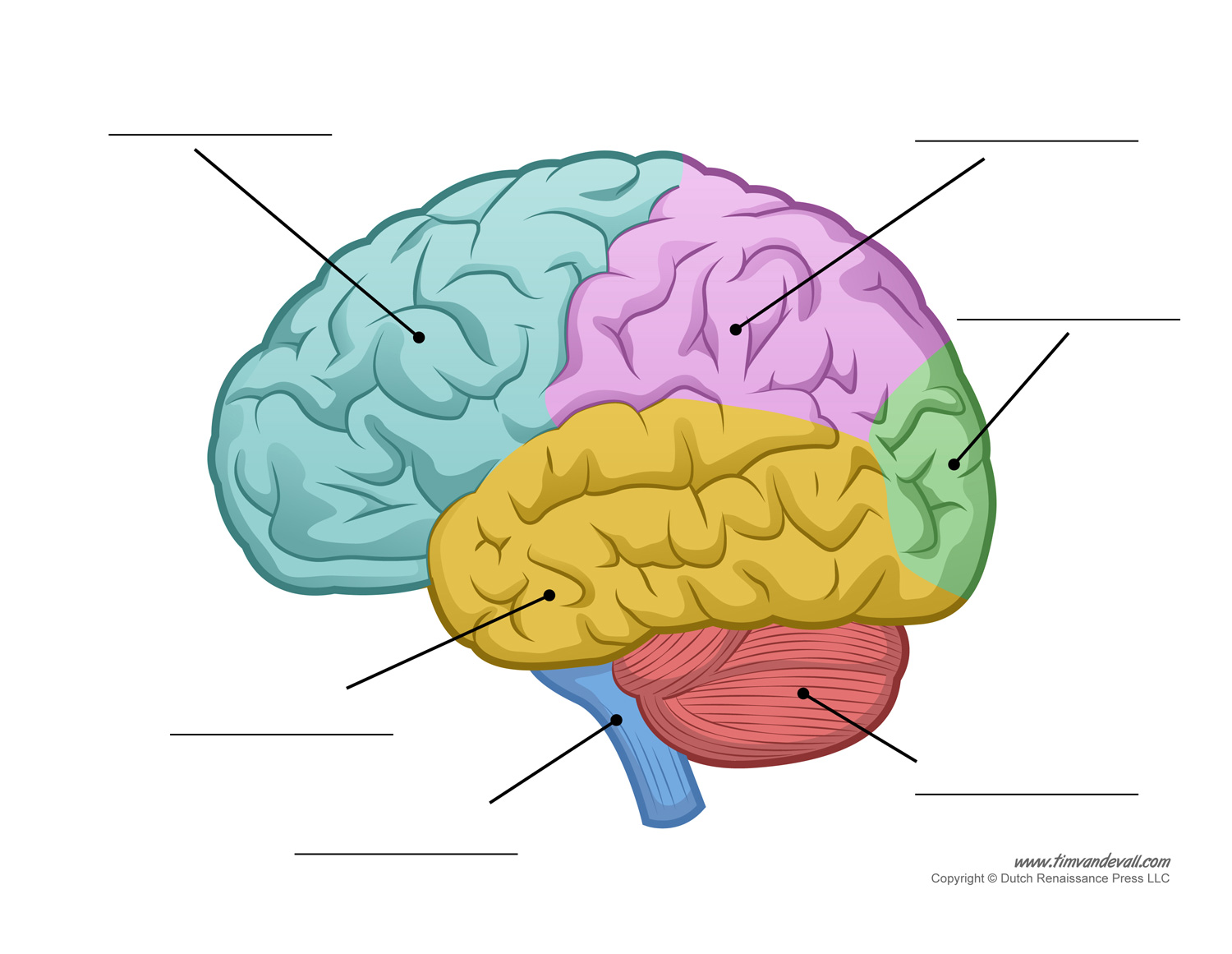 brain template printable