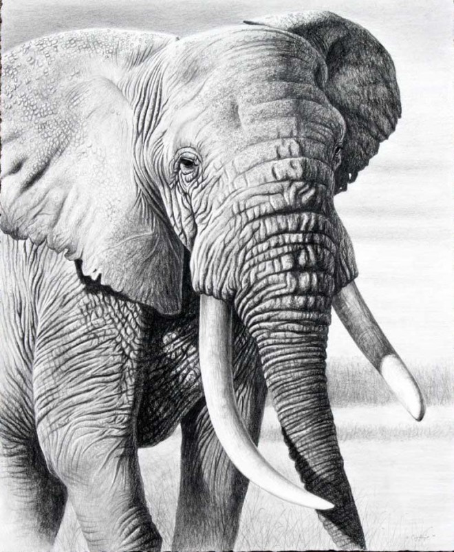 Featured image of post Pencil Drawings Of Nature And Animals - Our 18 favourite pencil drawings of nature on the internet!