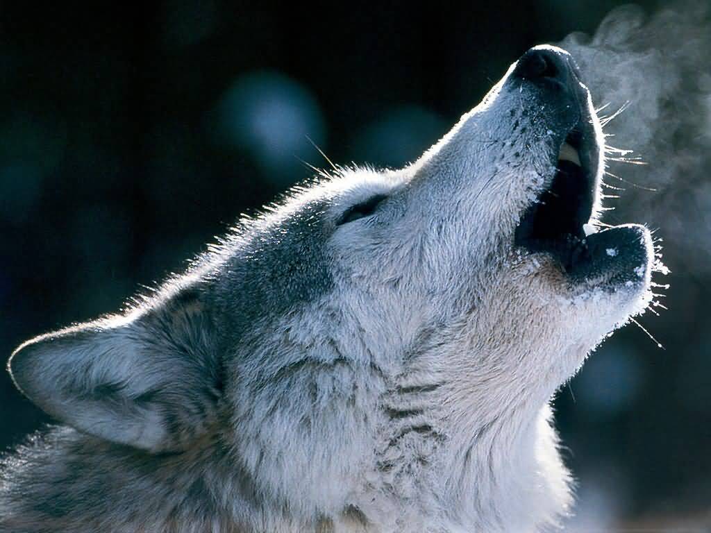 Wolf Pictures :: A Wolf Howling