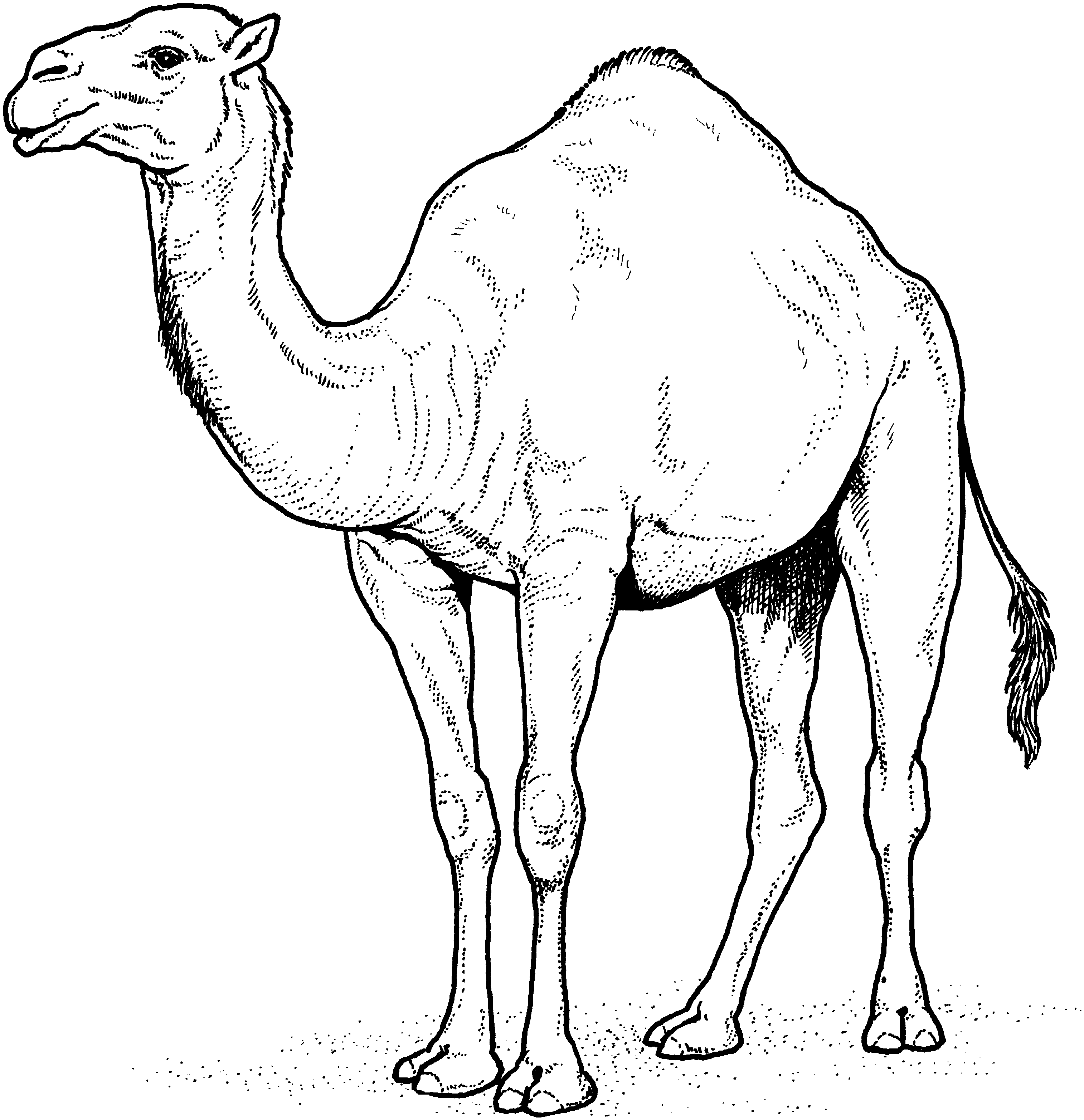 Free Drawing Of Animal Camel In Desert, Download Free Drawing Of Animal