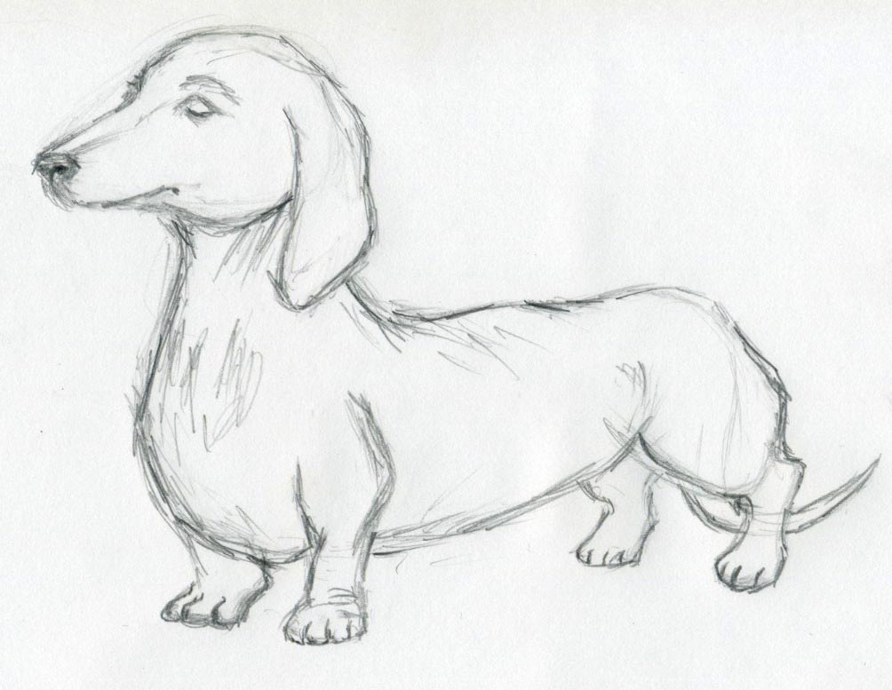 dog-sketches06