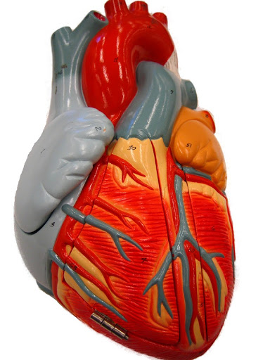 unlabeled heart anatomy model - Clip Art Library