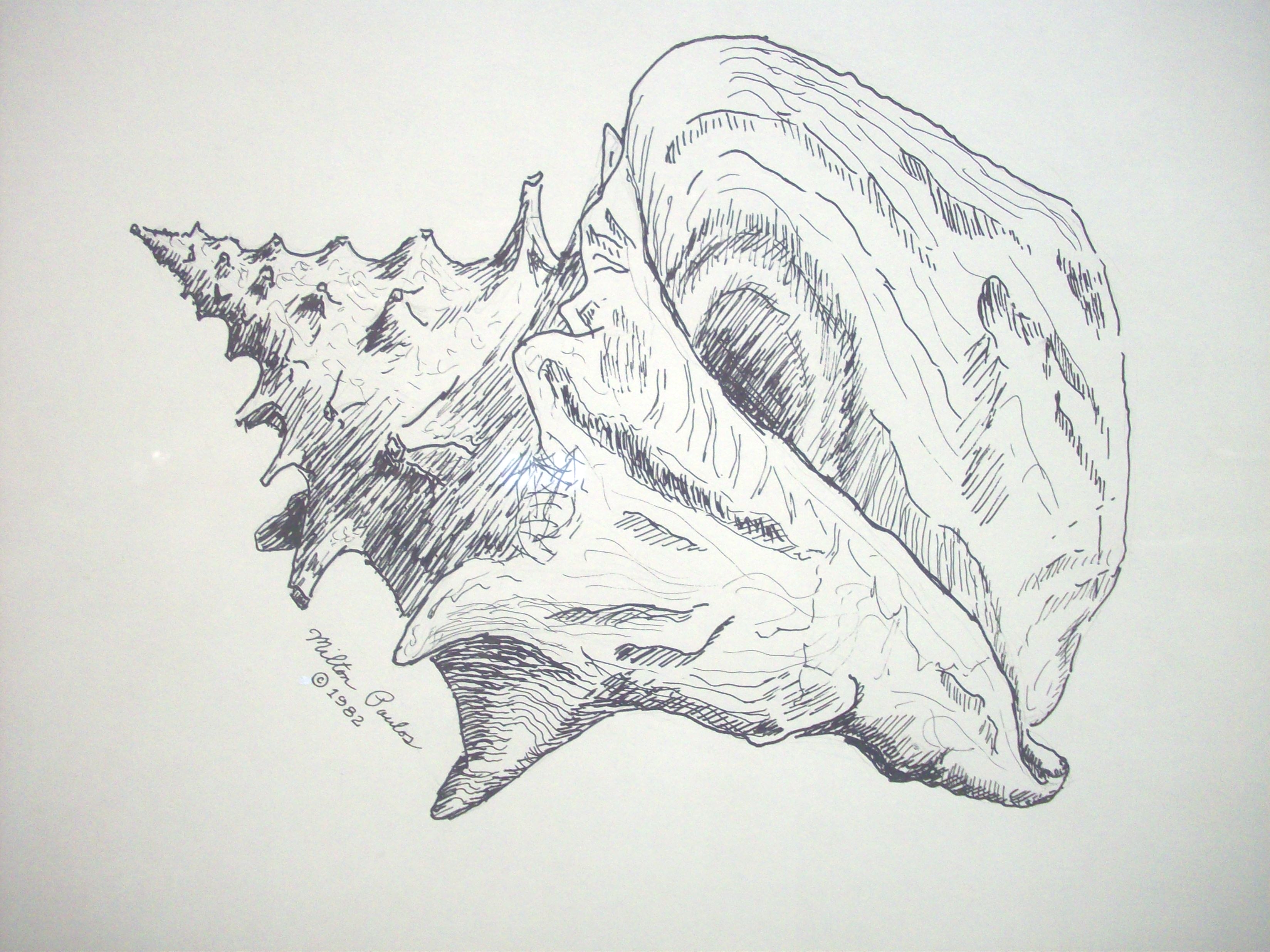 Free Conch Shell Drawing, Download Free Conch Shell Drawing png images