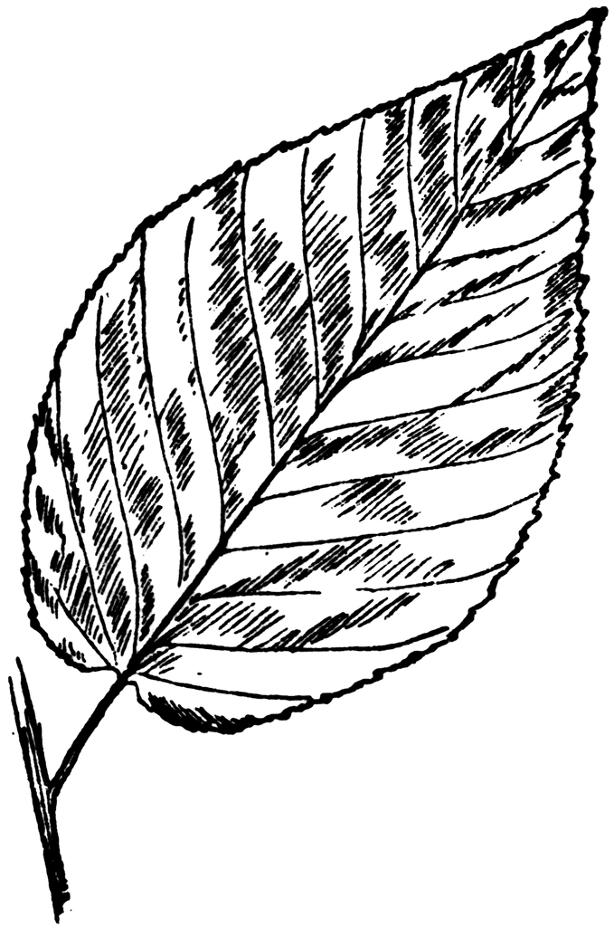 Birch Leaf Clipart