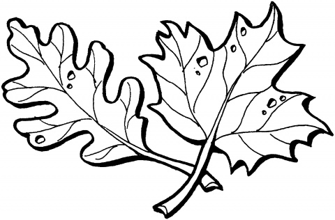 Black maple leaf coloring page | Super Coloring - Clipart library 
