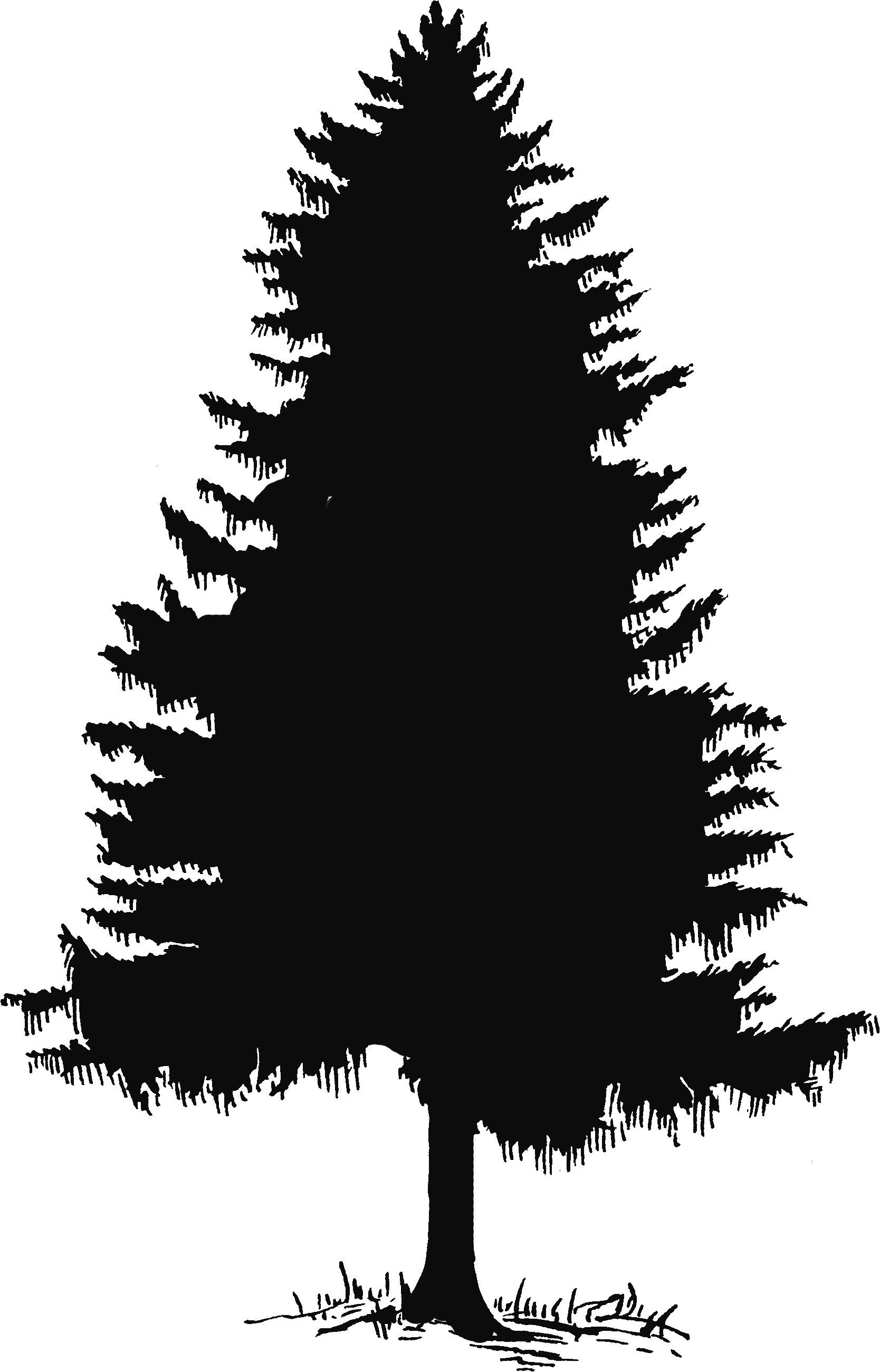 Free Cedar Tree Drawing, Download Free Cedar Tree Drawing png images