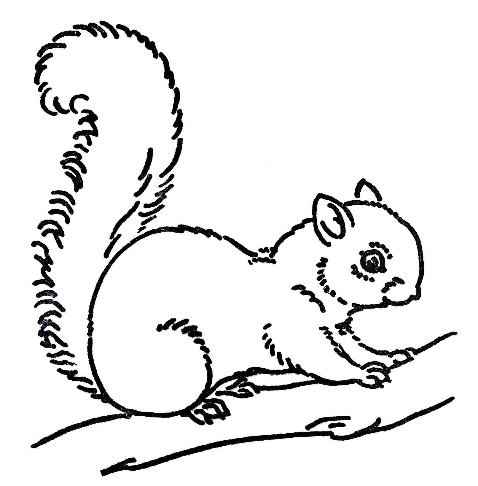 Cute Squirrel Clipart Black And White | Clipart library - Free 