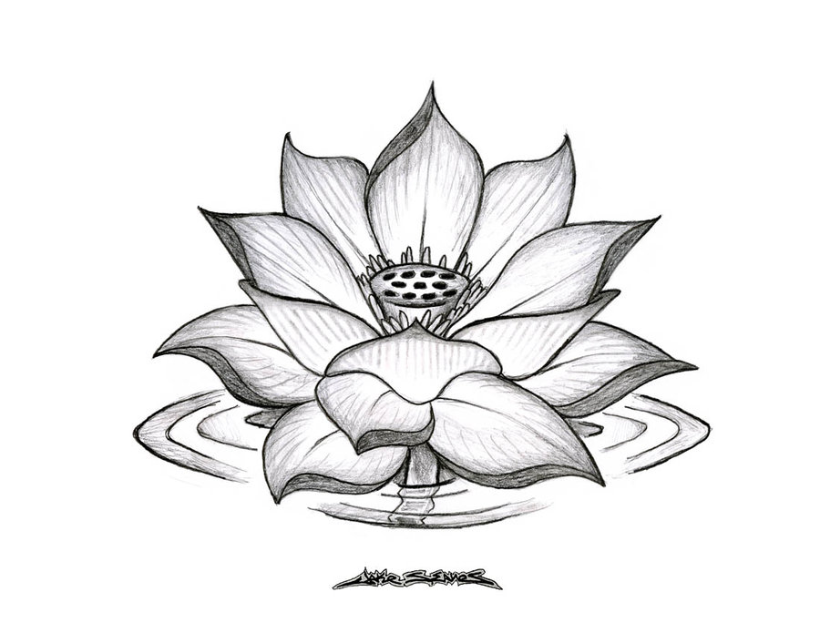 Free Lotus Flower Line Drawing, Download Free Lotus Flower Line Drawing