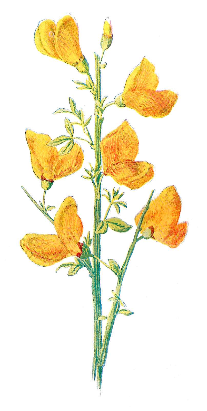 Antique Images: Free Wild Flower Clip Art: 2 Flower Illustrations 