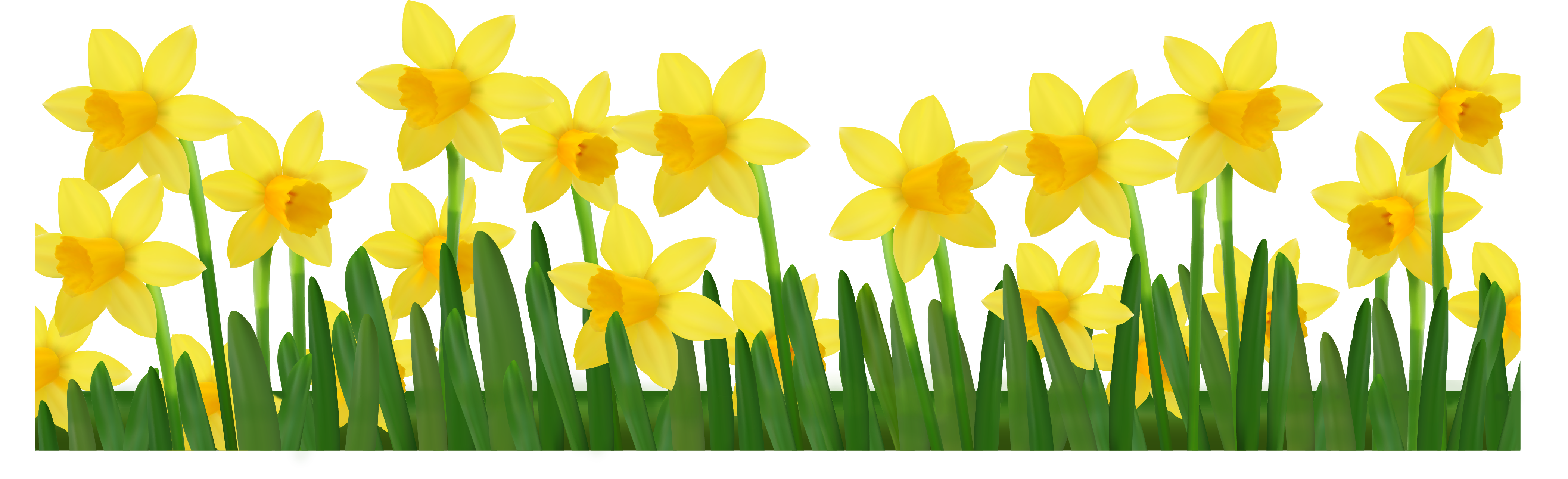 free clip art daffodil border - photo #4