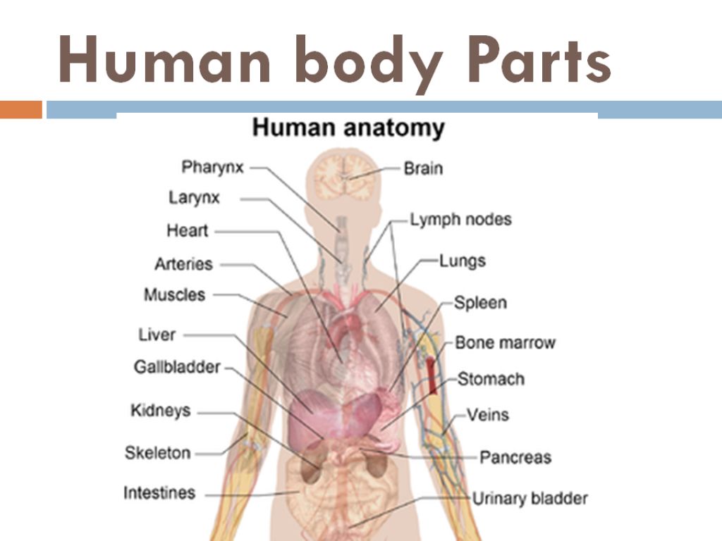Human Body Clipart Labeled Clip Art Library