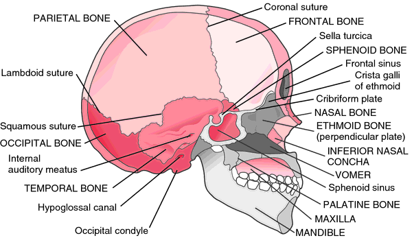 Skull bones | definition of Skull bones by Medical dictionary
