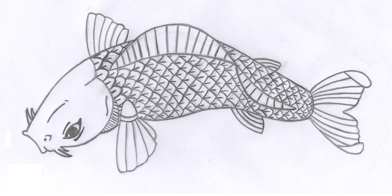 Free Fish Images Drawings, Download Free Fish Images Drawings png