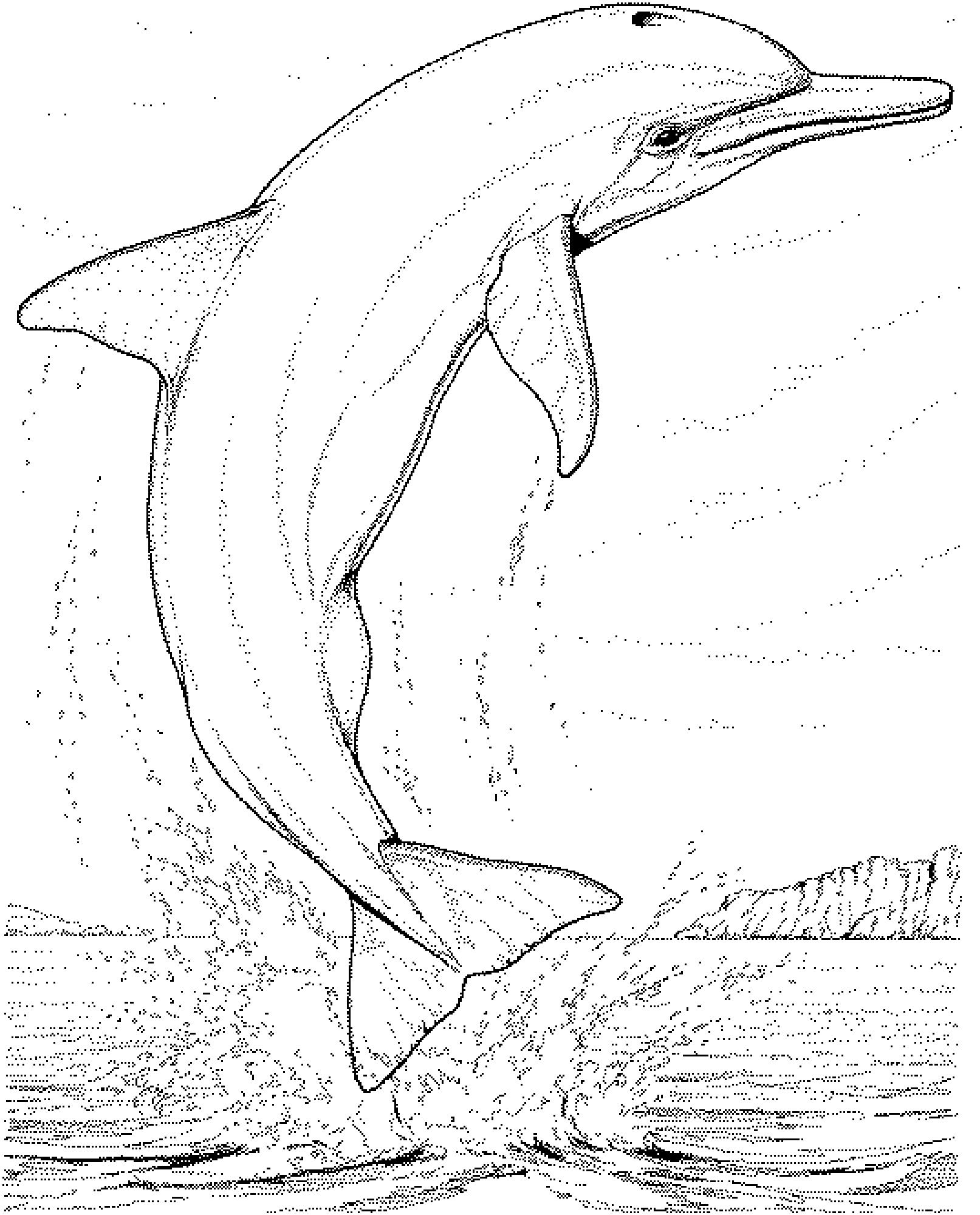 free-line-drawing-of-dolphin-download-free-line-drawing-of-dolphin-png