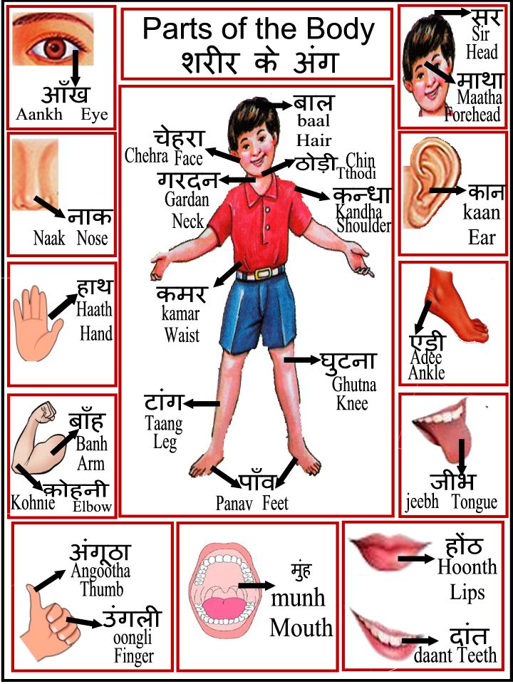 Parts Of The Body Chart Free Download