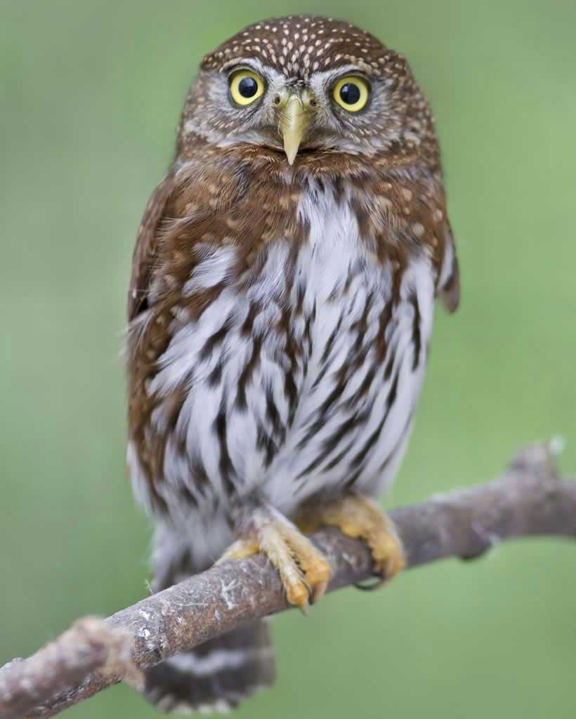 Northern Pygmy-Owl | Audubon Field Guide