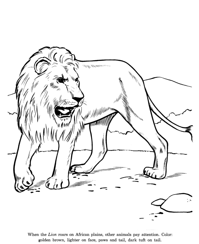 Lion drawing and coloring page | Coloring Pages/LineArt Animals 
