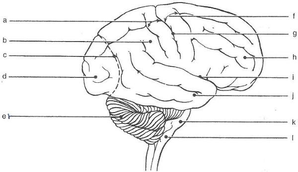 diagram of the human brain right lateral view - Clip Art ...