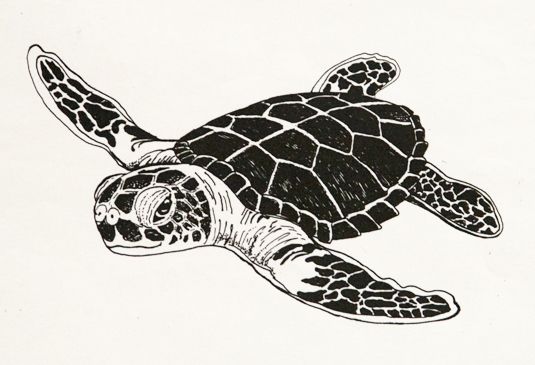 sea turtle drawing | Tattoo ideas | Clipart library