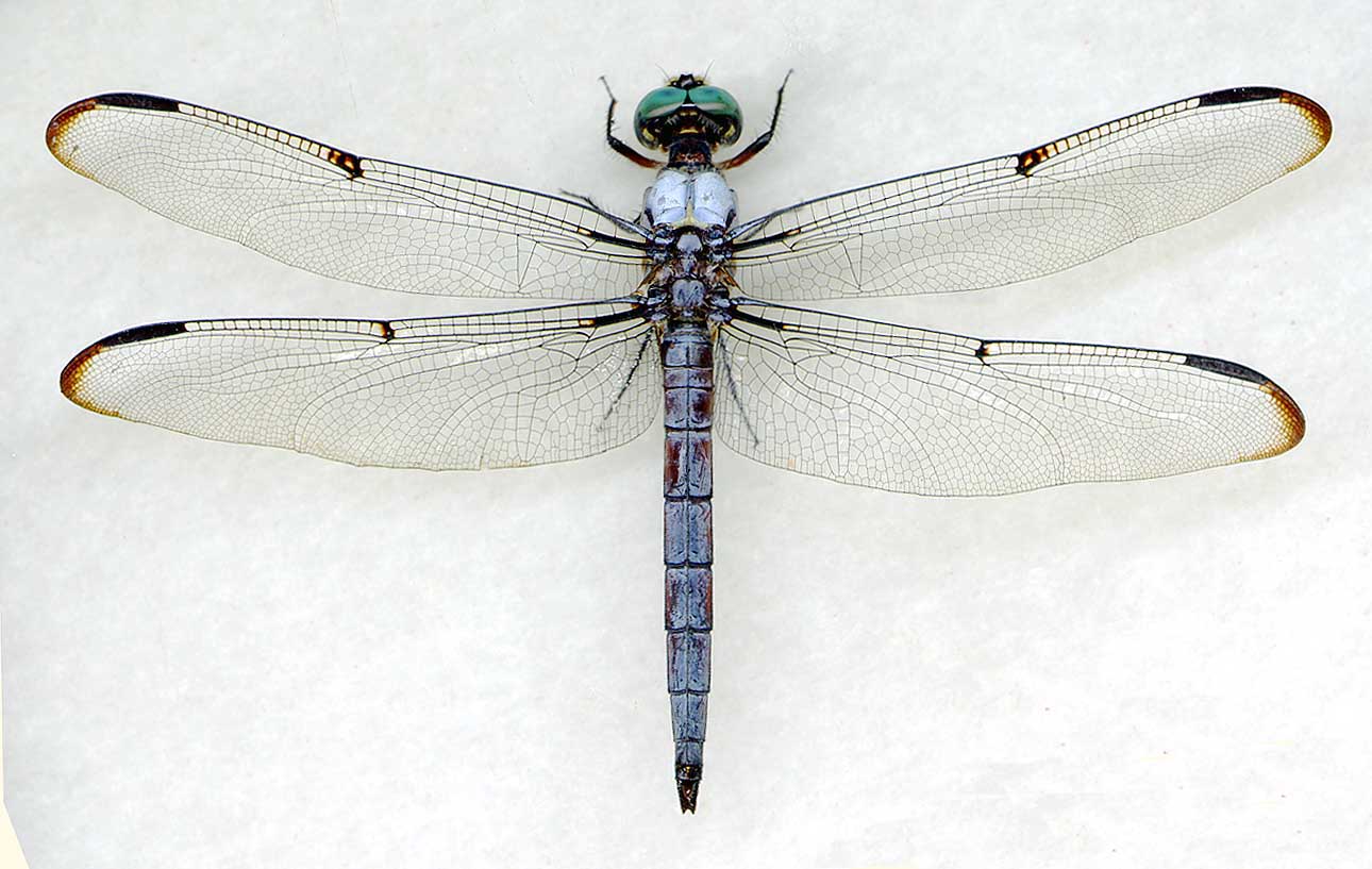 dragonfly clipart free download - photo #42