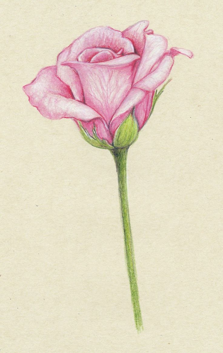 Featured image of post Rose Flower Drawing Colour Easy / Size this image is 44149 bytes and the resolution 418 x 512 px.