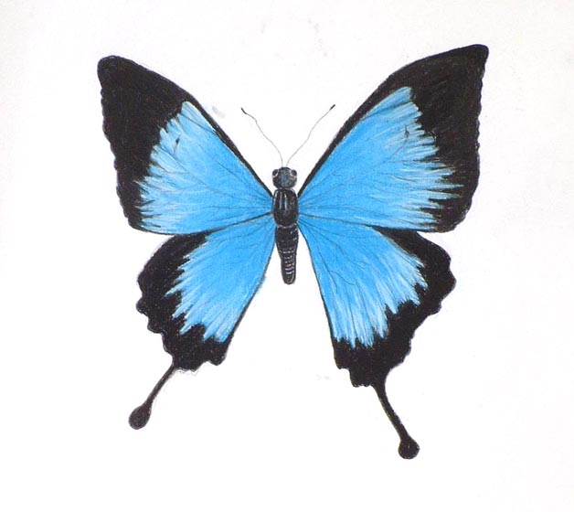 Featured image of post Easy Butterfly Drawing With Colour / So many times, but there is always something that just won&#039;t let you one of the misleading things that manipulate us on drawing a butterfly is its wing pattern.