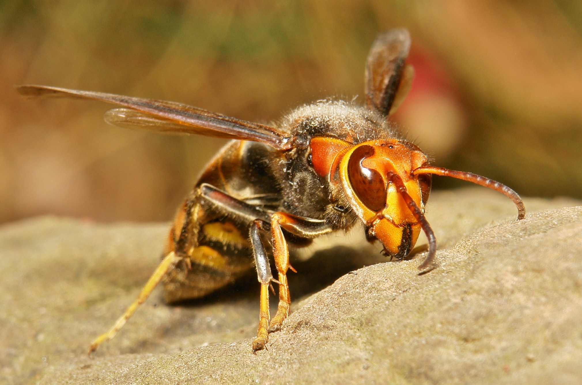 Insects Japanese Giant Hornet Clip Art Library Insects Japanese Giant Hornet Clip Art Library