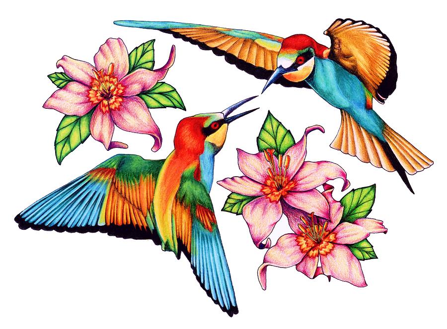Hummingbird Drawings for Sale