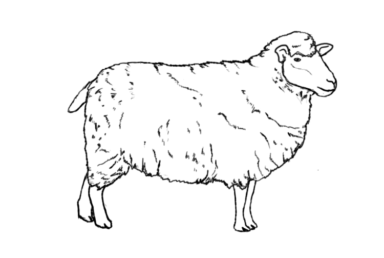 herd of sheep drawing