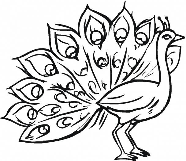 Featured image of post Peacock Drawing Easy Images