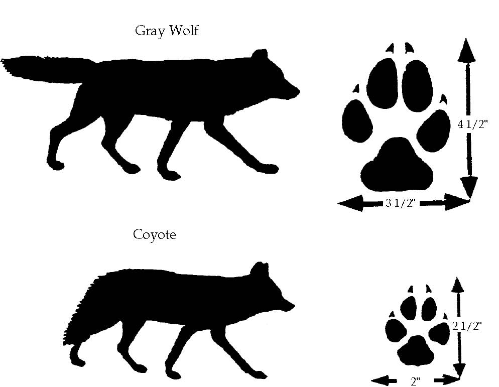 Wolves Canis lupus their control and management