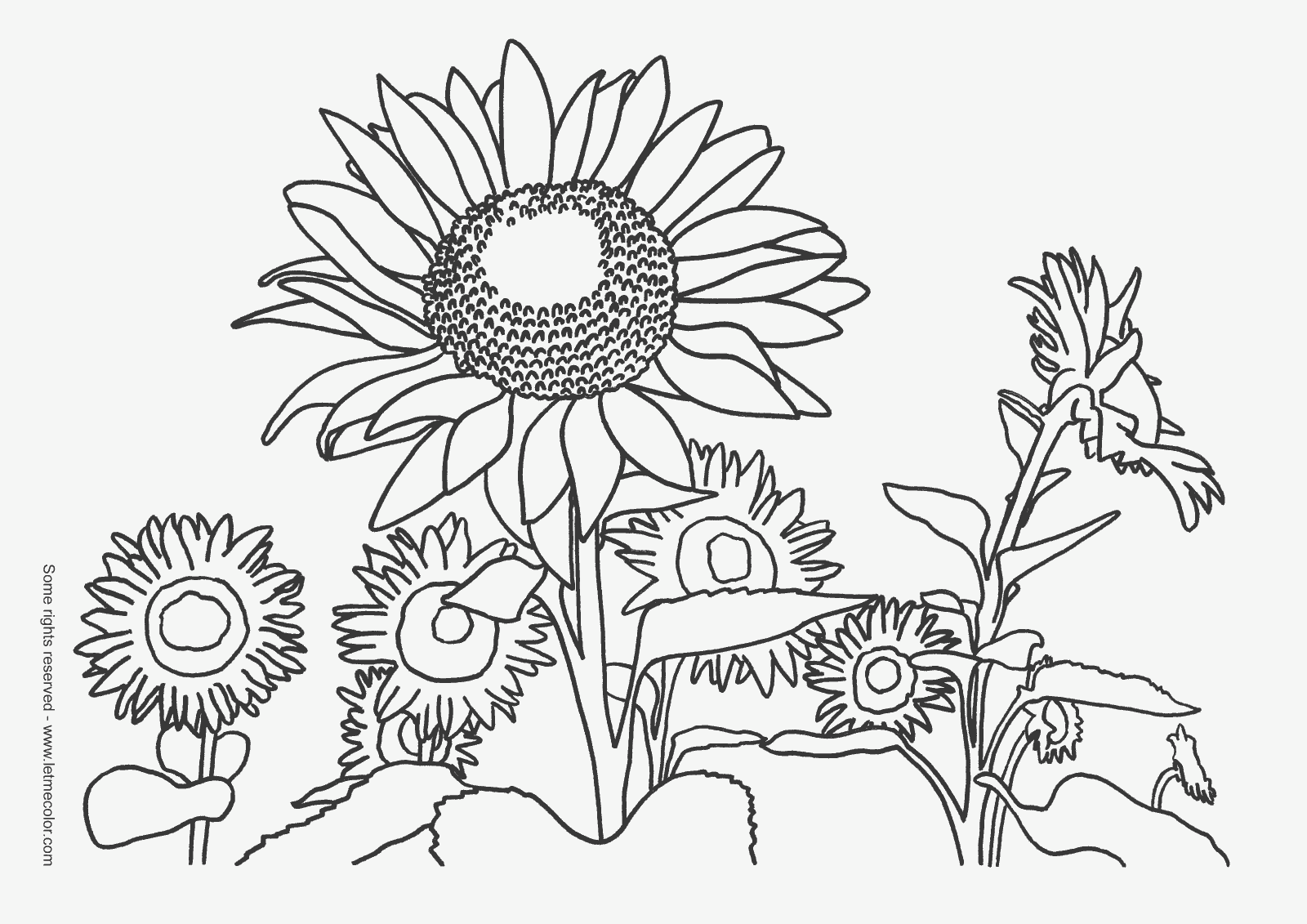 Featured image of post Color Color Realistic Sunflower Color Sunflower Drawing - Polish your personal project or design with these sunflower transparent png images, make it even more personalized and more attractive.
