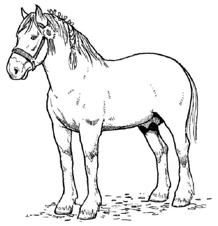 coloring-pages-horses-11