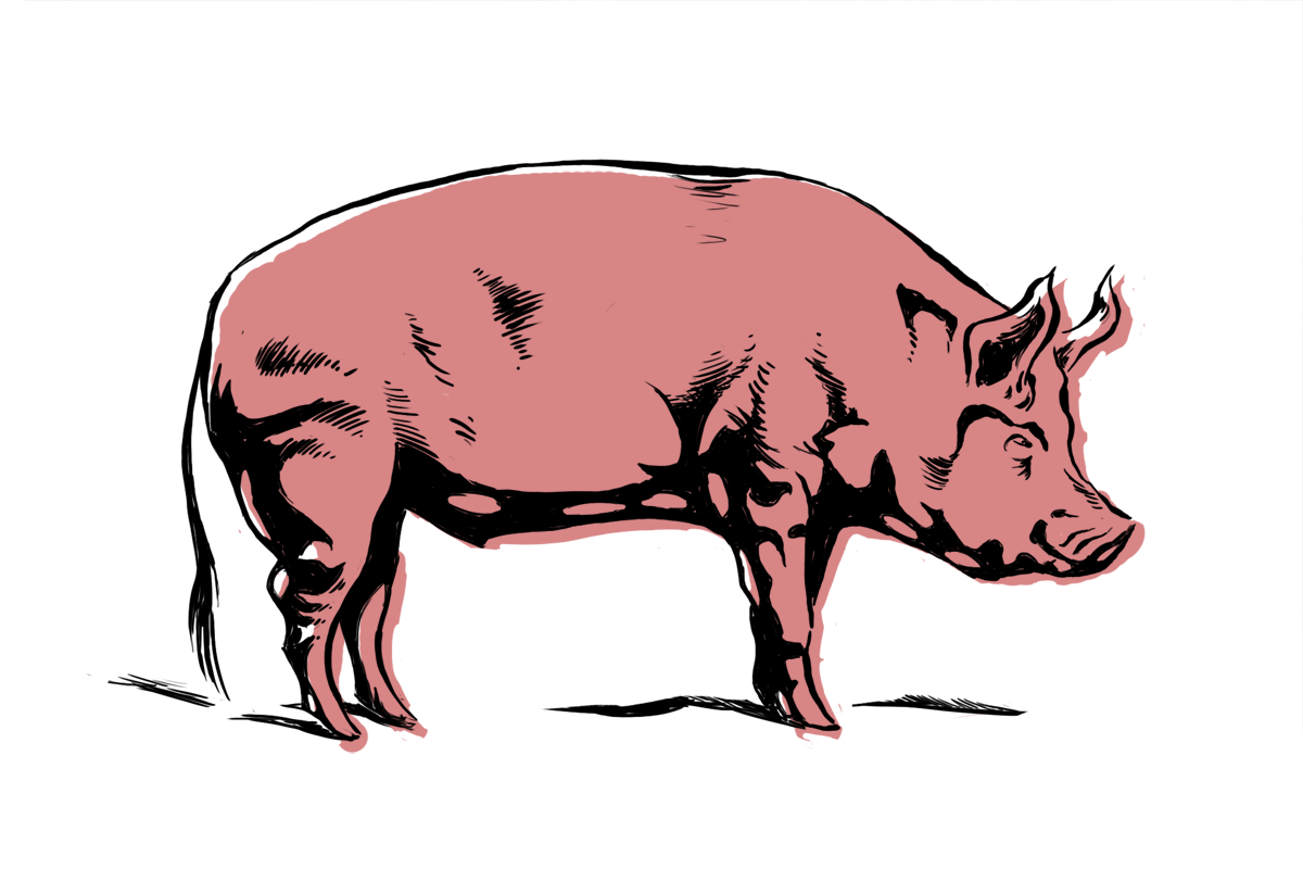 free clipart of cartoon pigs - photo #41