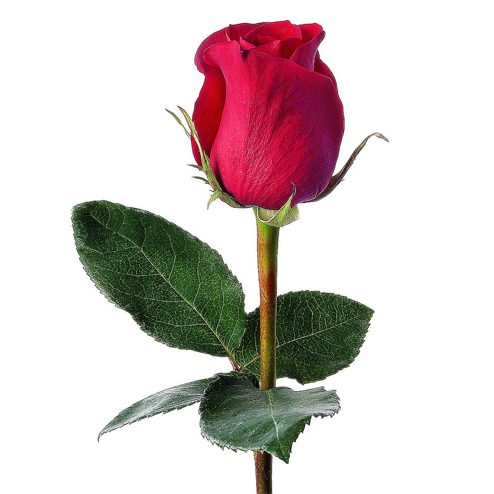 clipart rose bud - photo #12