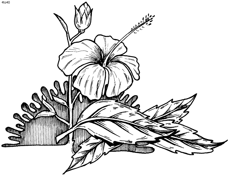 Flowers Coloring Book, Top 40 Flora Coloring Pages, Plants  Trees 