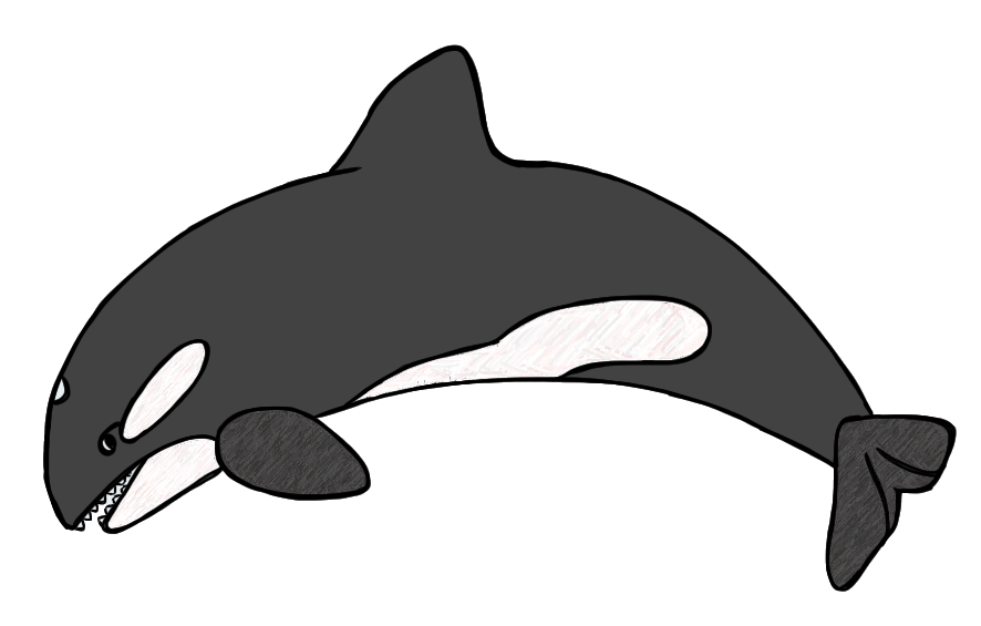Gray Whale Clip Art