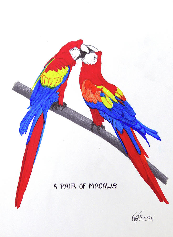 A Pair Of Macaws by Frederic Kohli - A Pair Of Macaws Drawing - A 
