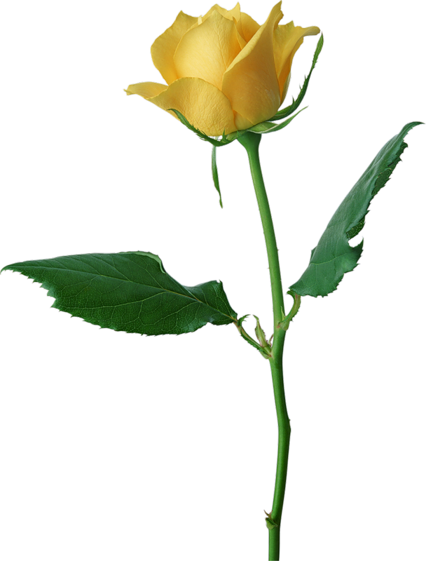 Free Roses Images Free, Download Free Clip Art, Free Clip Art on
