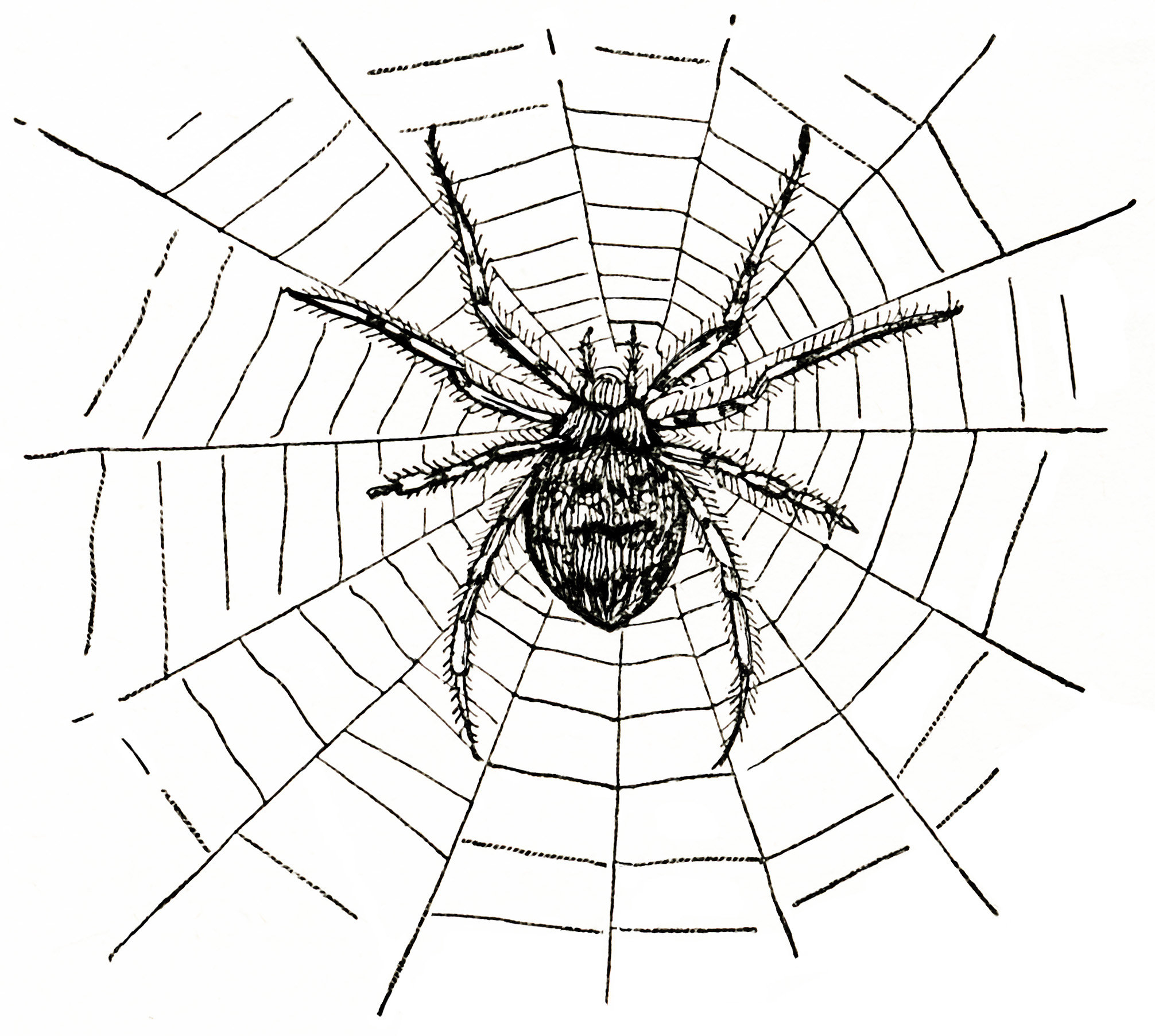 Spider and Spiderweb ~ Free Vintage Clip Art | Old Design Shop Blog