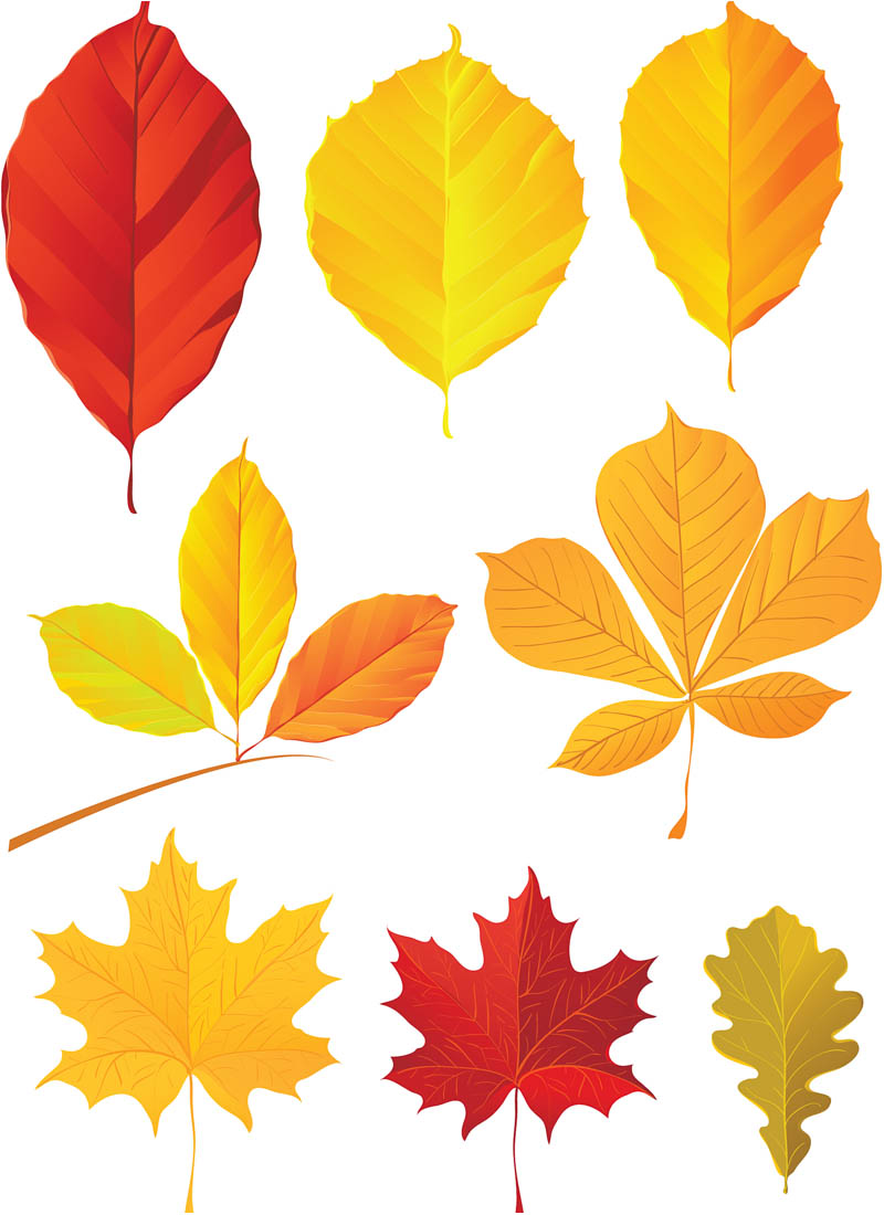 Free Fall Leaves Cartoon, Download Free Fall Leaves Cartoon png images