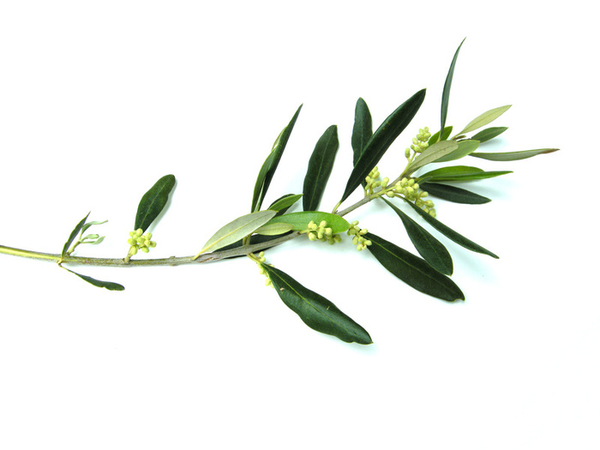 Olive Branch image - vector clip art online, royalty free  public 
