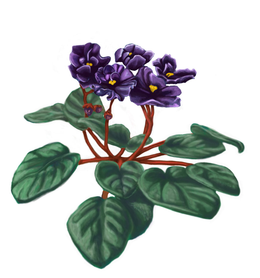 clipart african violets - photo #30