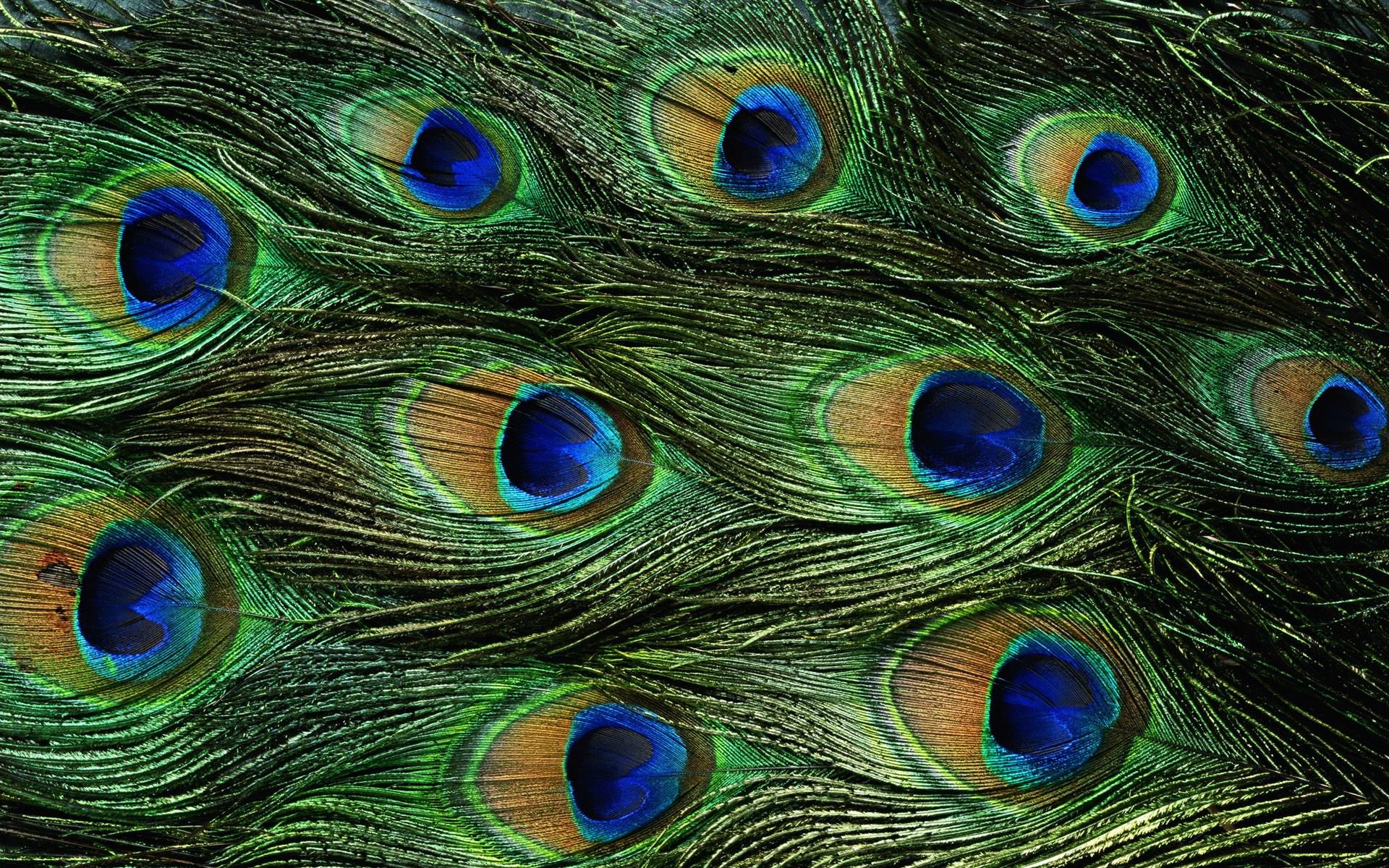 Peacock Feather Wallpaper 1920x1200px #867450