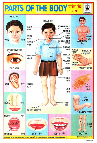 Chart Parts Of Body